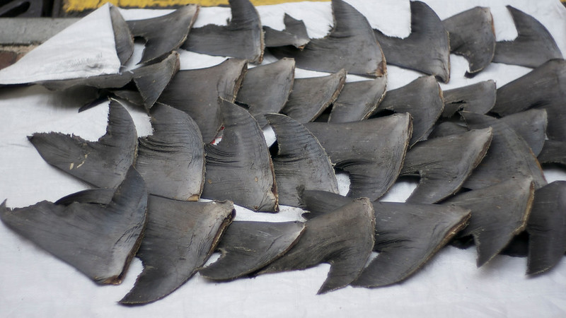 Mercury with that? Shark Fins Served With Illegal Doses of Heavy Metals