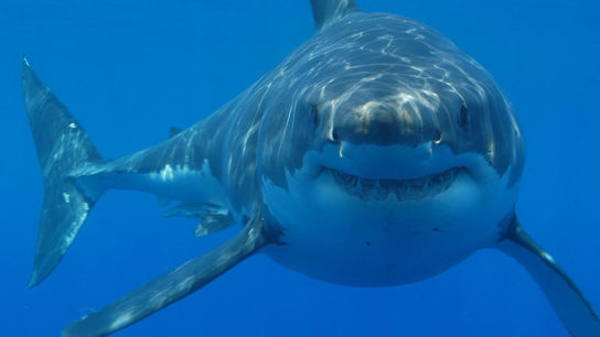 What has Happened to South Africa’s Great White Sharks?