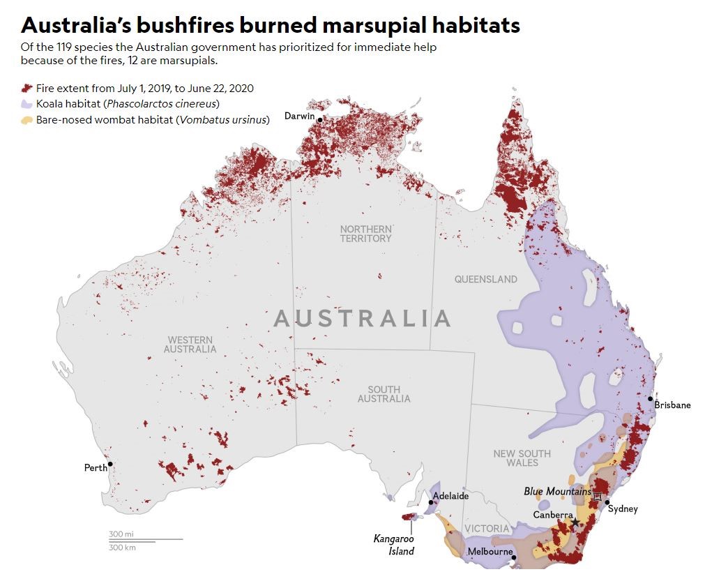 Marsupials koalas and wombats loss of habitat