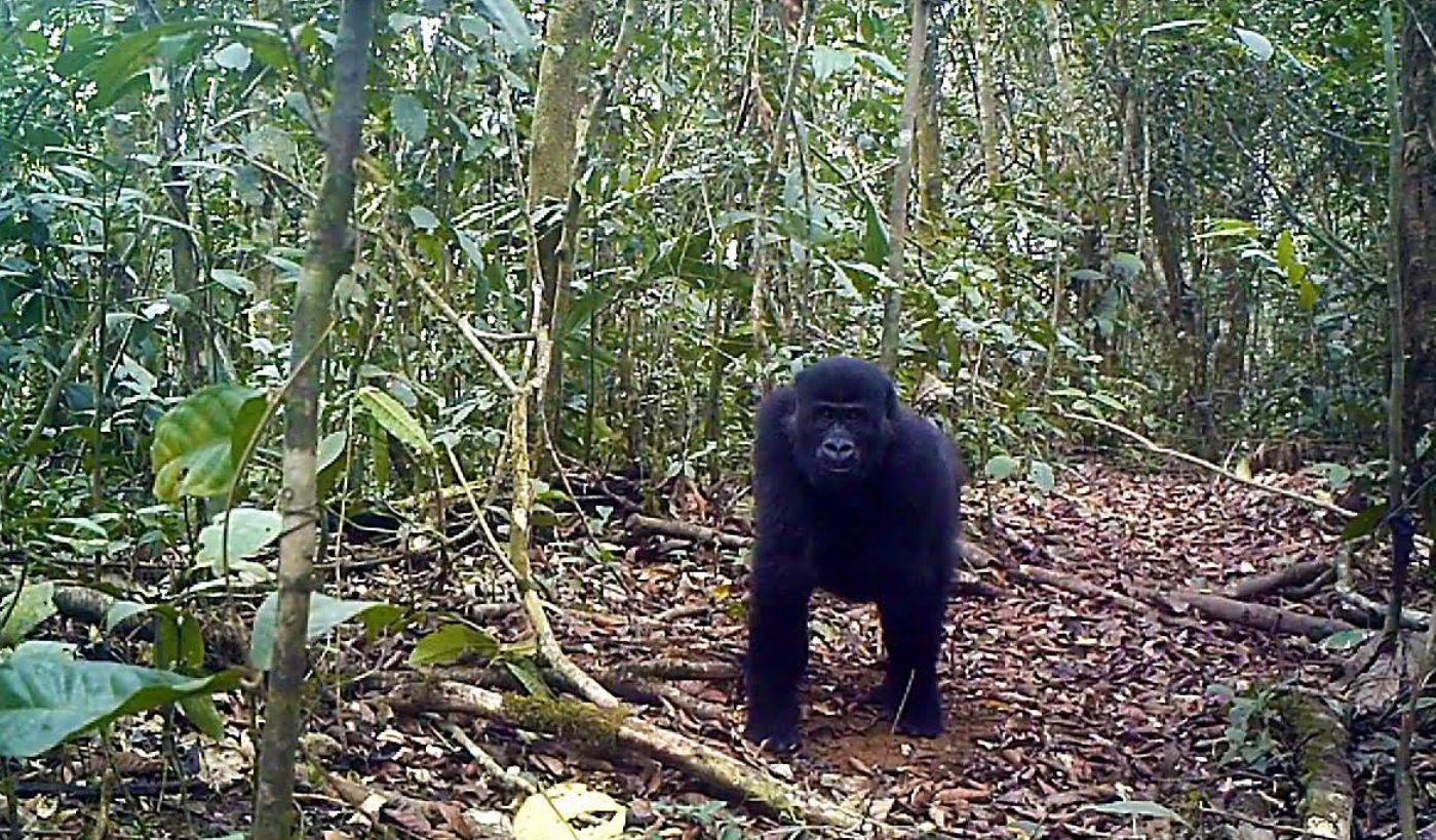 cameroon logging gorillas