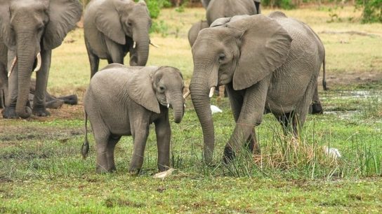 Hundreds More Elephants Have Died from Mysterious Illness in Botswana