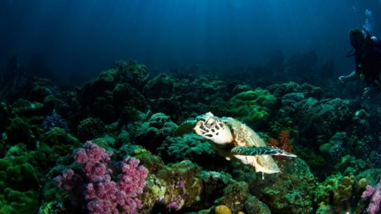 Scientists Agree On the Need to Protect 30% of the Seas. But Which 30%?