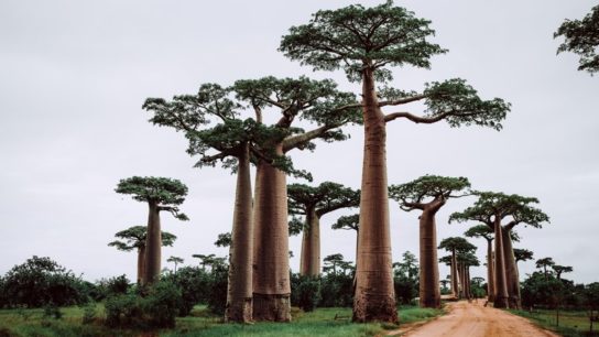 They Survived Centuries of Elephant Onslaught. Now Climate Change is Killing These Iconic Baobabs