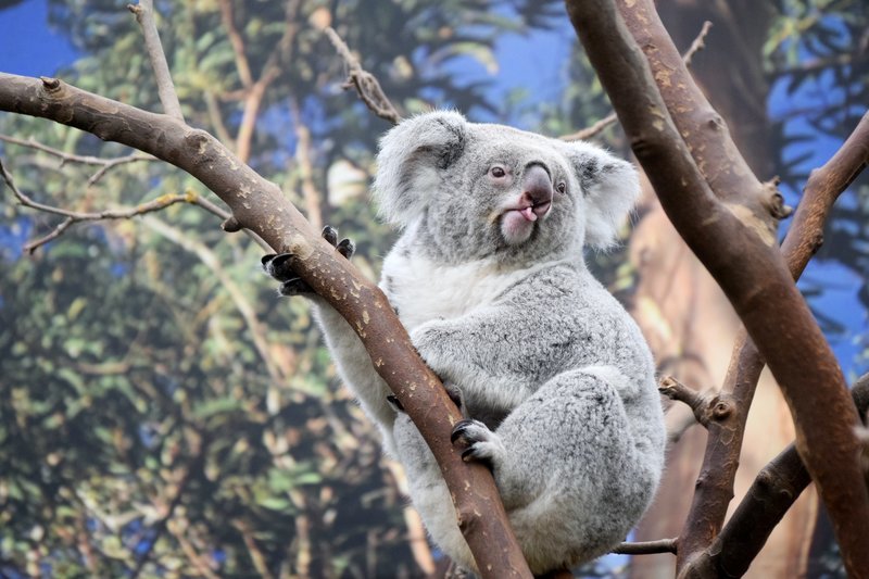 Koalas Will Become Extinct By 2050 Without ‘Urgent’ Government Intervention- Study