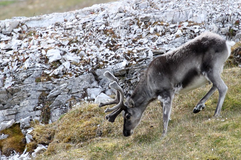 Releasing Herds of Animals into the Arctic Could Help Fight Climate Change, Study Finds