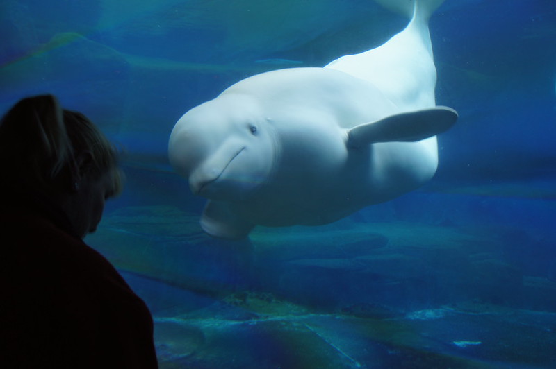 Beluga Whales Have Complex Social Networks- Study