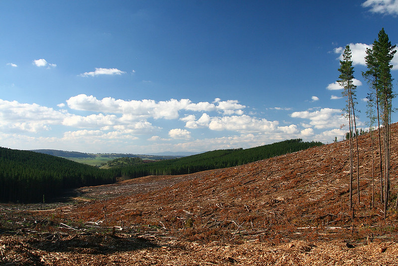 UK Companies to Be Fined For Links to Illegal Deforestation