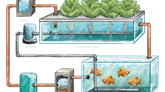 Aquaponics: A Solution To Food Insecurity?