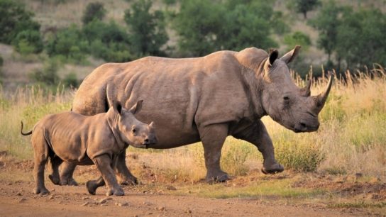 Rhino Poaching in South Africa Halves in First Half of 2020