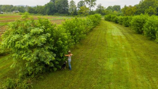 Investors Say Agroforestry Isn’t Just Climate Friendly- It’s Also Profitable
