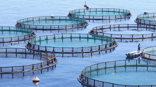 Is Farmed Fish Sustainable?