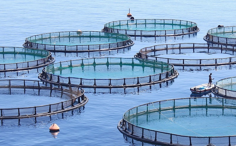 Is Farmed Fish Sustainable?
