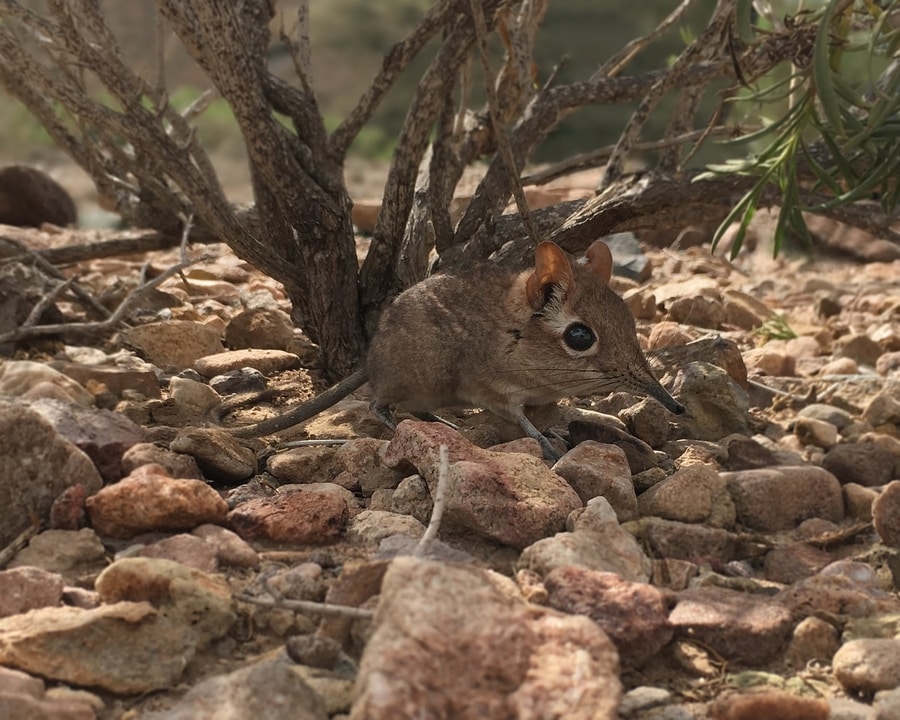 Mouse-Sized Elephant Shrew Rediscovered After 50 Years