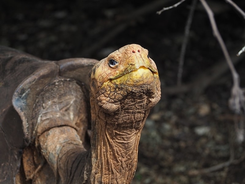 Turtles and Tortoises in Trouble: More Than Half of All Species Face Extinction