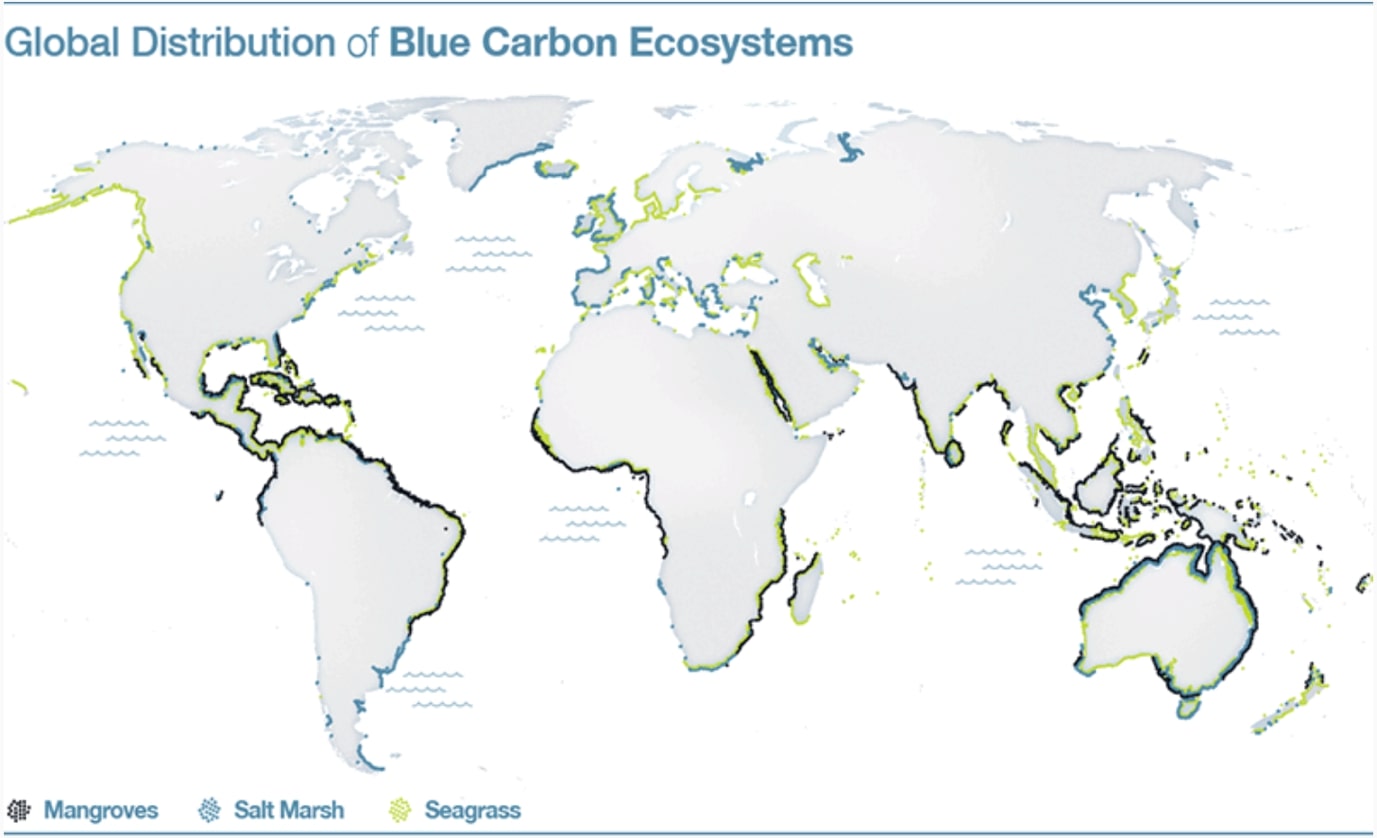 blue carbon