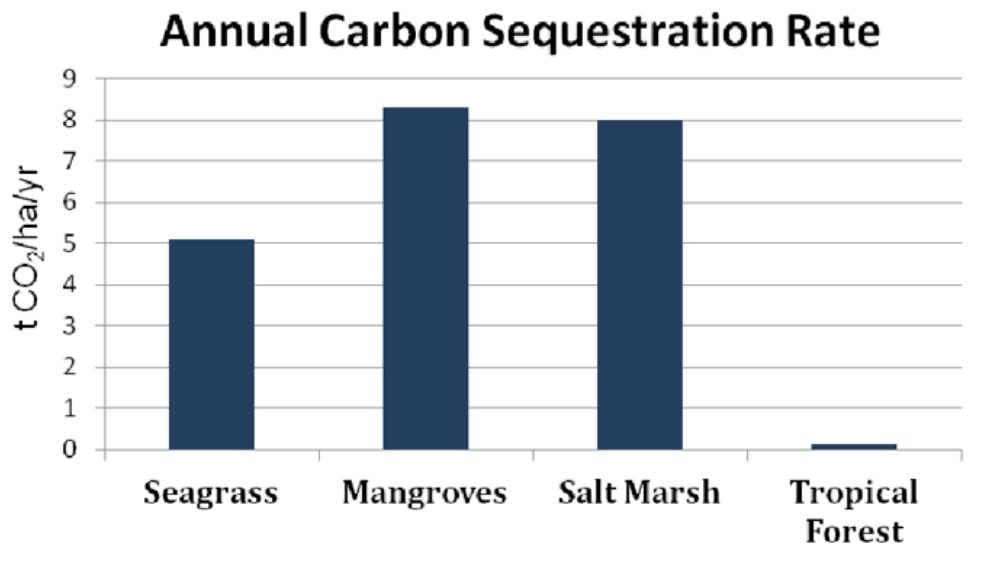 carbon sequestration rates of different ecosystems