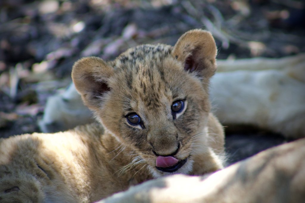 New Cub in Malawi’s Liwonde National Park is the First in Decades