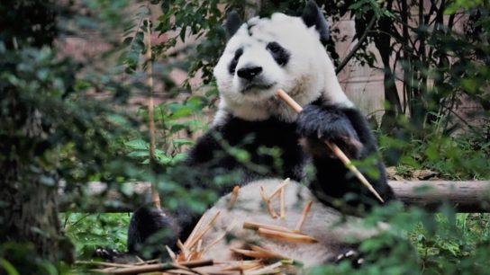 Some Animals Have ‘Lost Out’ Because of Giant Panda Conservation Efforts- Study