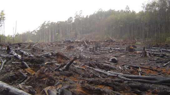 BlackRock, Other Asset Managers Enabling Deforestation, Says Friends of the Earth