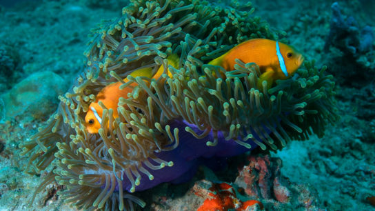 How the Maldives is Saving its Coral Reefs