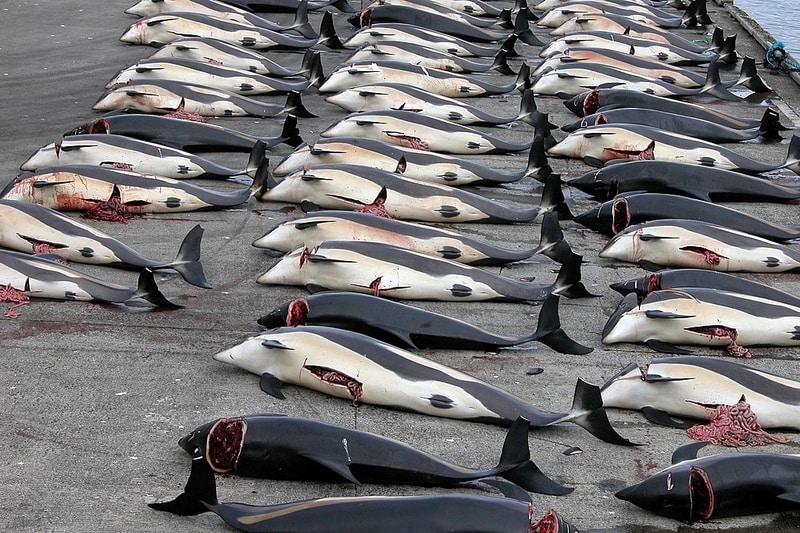 481 and Counting: Norway’s Whaling Catch Hits Four-Year High