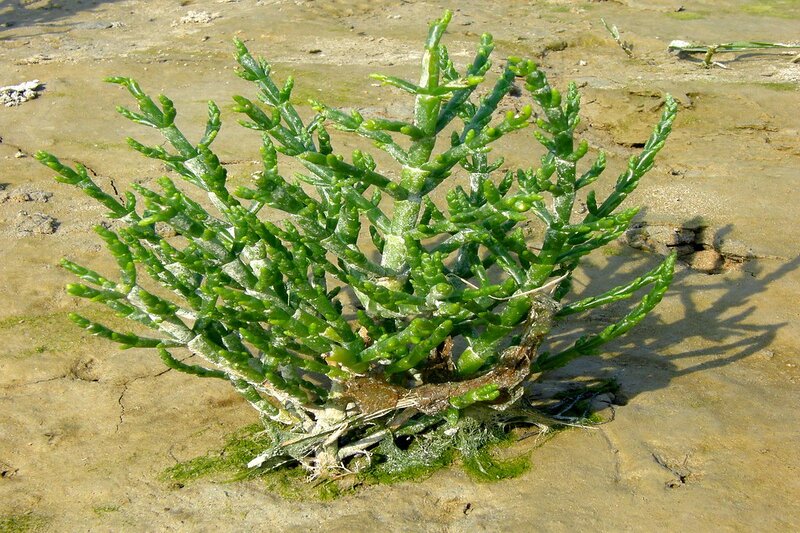 Hidden Gems: What are Halophyte Plants?