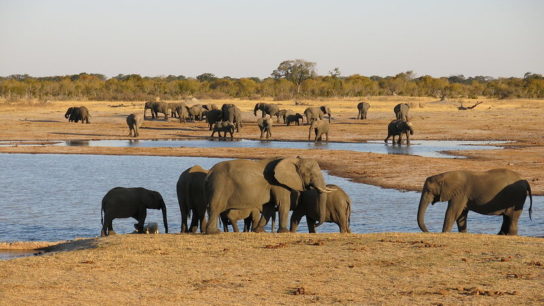 Mining Firms in Zimbabwe Conservation Areas Threaten Endangered Species