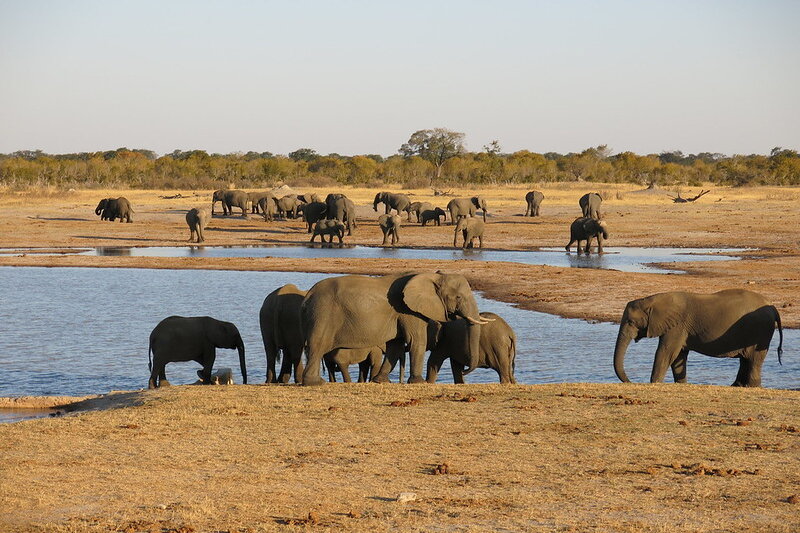 Mining Firms in Zimbabwe Conservation Areas Threaten Endangered Species