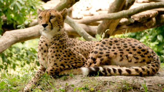 Spots of Hope: Some Good News for South Africa’s Cheetahs
