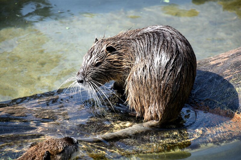 Flood and Pollution Reduction, Biodiversity Boost: The Ecological Benefits of Beavers