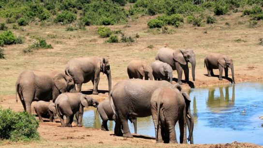 Mass Elephant Die-Off Mystery Solved- Botswana