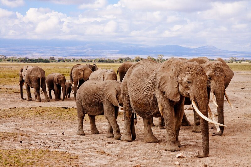 Climate change has killed more elephants than poachers: Kenyan government