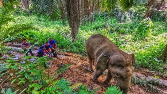 This Conservation Programme Works to Mitigate Elephant-Human Conflicts in Malaysia