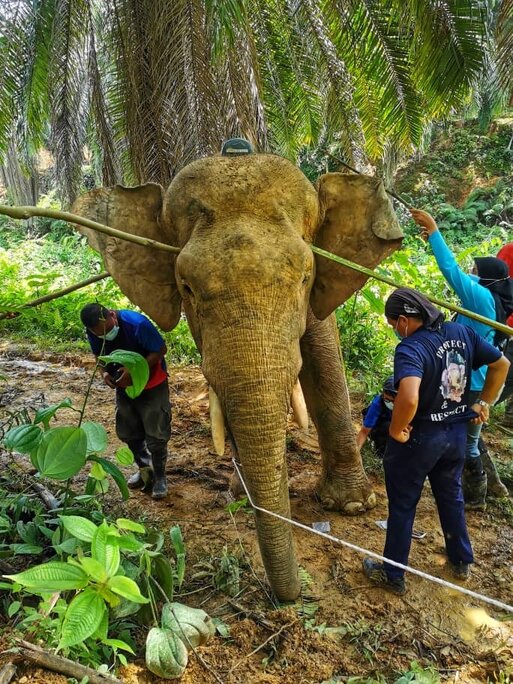 elephant human conflicts Malaysia