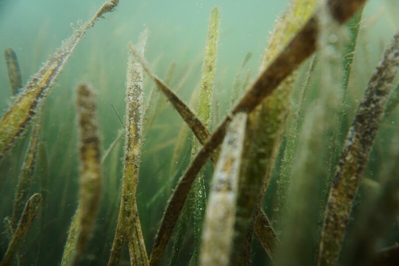 Seagrass: A Tool in the Fight Against the Climate Crisis is Under Threat