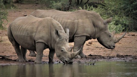 World Rhino Day 2022: 7 Fascinating Facts About Rhinos You Might Not Know About