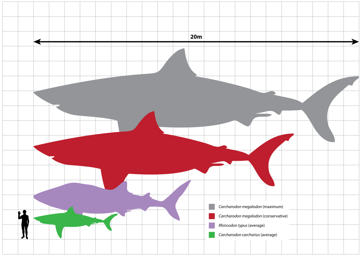 megalodon great white whale shark human size comparison