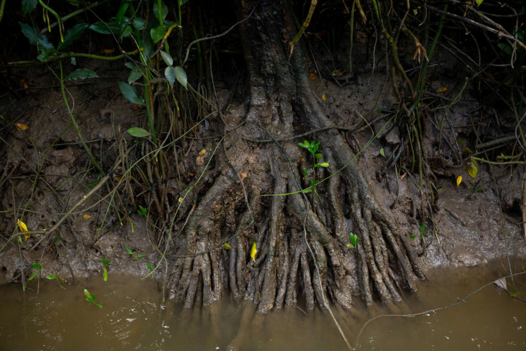 hong kong mangroves