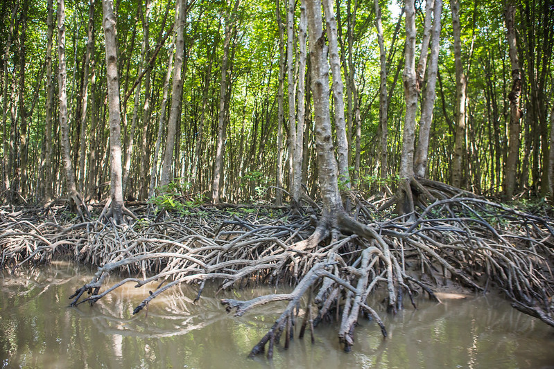 Vietnam Approves $9 Billion Development Within Mangrove Reserve