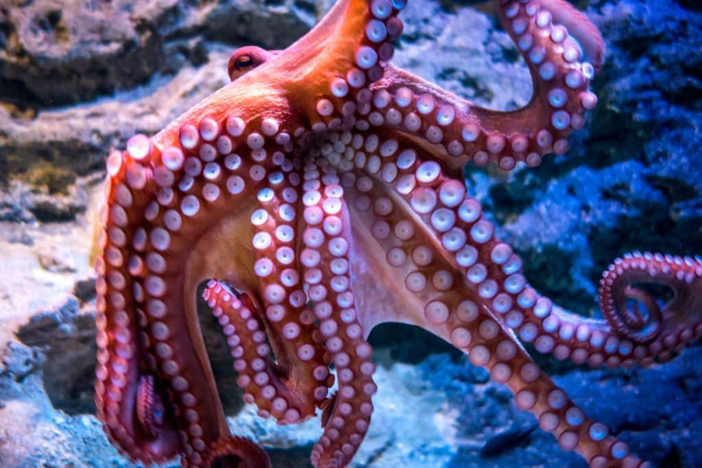 10 Interesting Facts About the Octopus