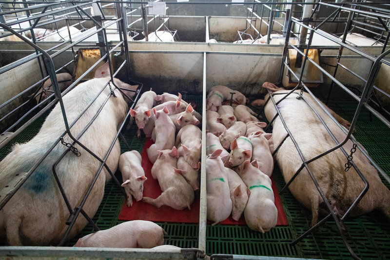 Research Links Industrial Pig Farming and Virus Outbreaks