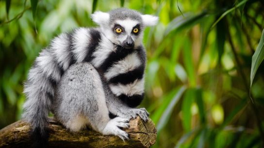World Lemur Day 2023: Facts About the ‘Jewel of Madagascar’