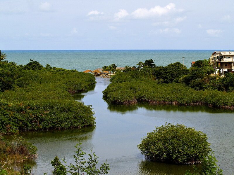 Brazilian Court Blocks Government’s Decision to Revoke Mangrove Protections