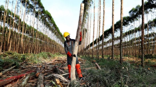 12 Major Companies Responsible for Deforestation
