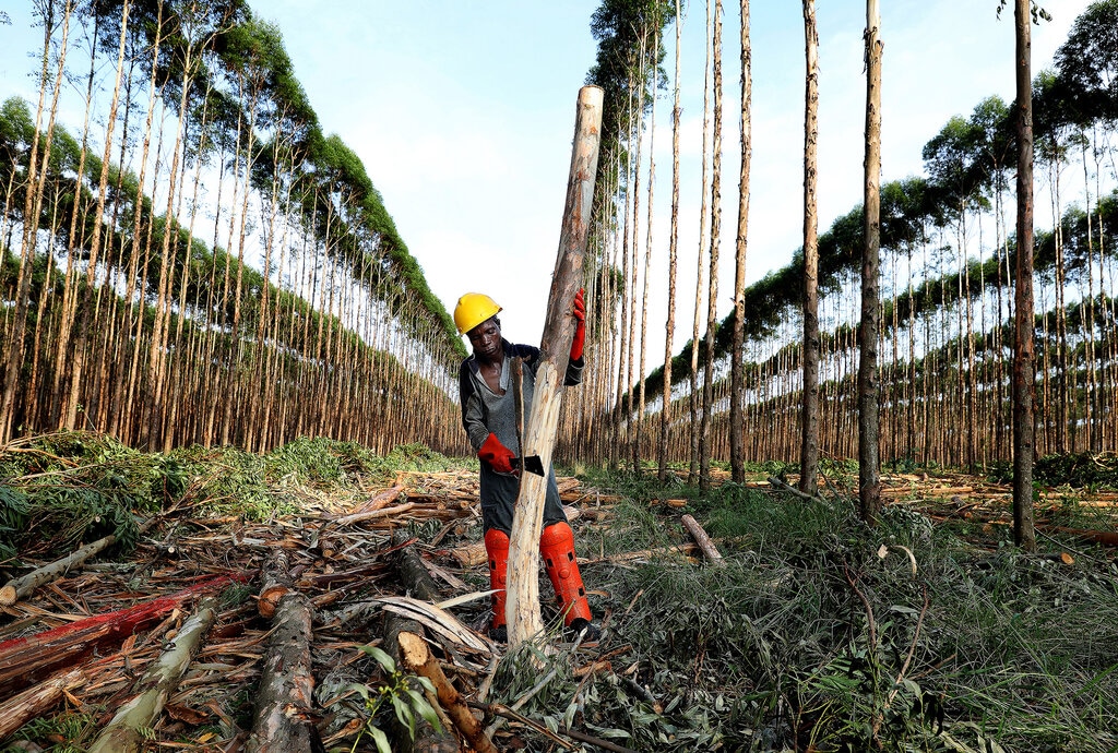 companies deforestation, sandile ndlovu