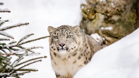 International Snow Leopard Day: Facts