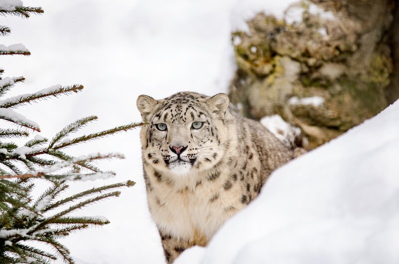 International Snow Leopard Day: Facts