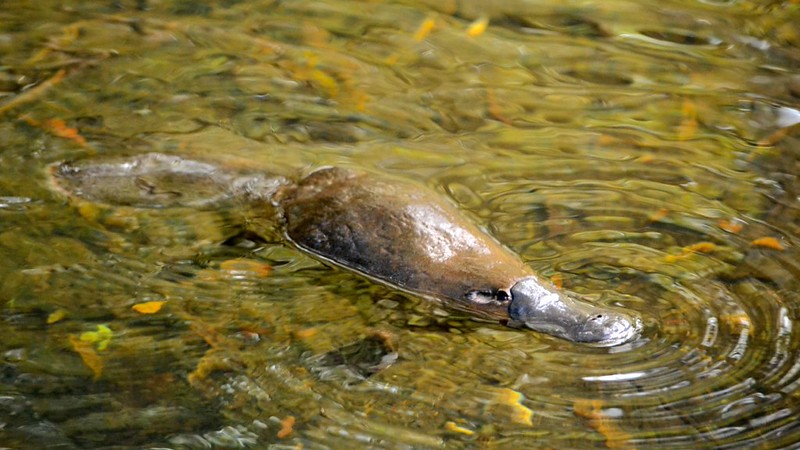 Platypus Habitats Have Shrunk By Almost a Quarter Since 1990