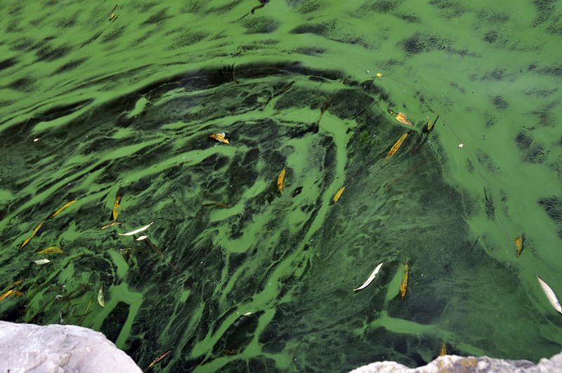 How the Growth of Algae Will Impact Freshwater Availability