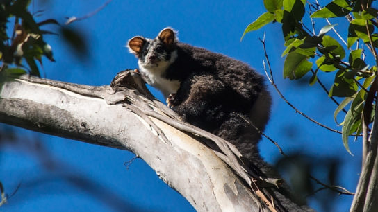 Scientists Discover Two New Marsupial Species in Australia